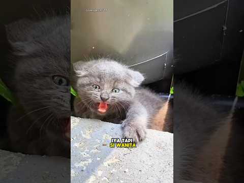 Kucing Kecil Jalanan yg Galak di Tempat Sampah🐱