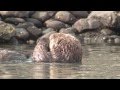 Understanding Ocean Ecosystems and Management