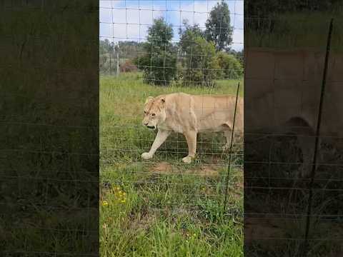 Powerful Lion Roars Explained | Why Lions Sound Like Engines | #wildlife #animals #lions