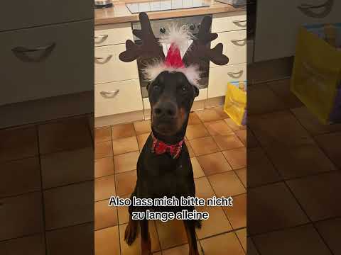 ‼️DENKT AN EURE HUNDE‼️