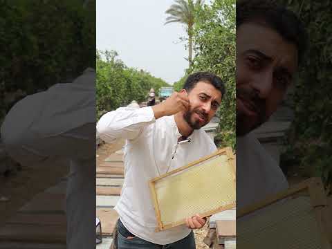 نحل مبيقرصش #الخميائي