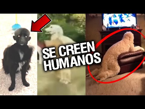 9 PERROS ACTUANDO COMO HUMANOS  Y DE FORMA EXTRAÑA # 1