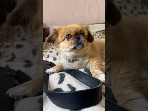 Собачка Наказала Маму #короткиевидео