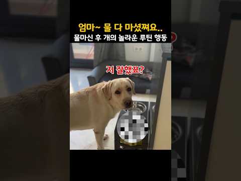 "이 행동 뭐야?" 얌전히 물 다 마신 댕댕이의 수상한 루틴