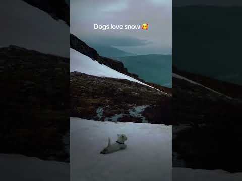 There are 2 kinds of dogs in wintertime ๐ Try not to laugh!! #funnydog #snow #winter #dog #funny