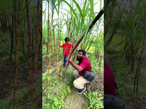 āĻā§āώā§āϤ⧠āĻŦāϏ⧠āĻāĻ āĻā§āϞāĻžāĻŽ