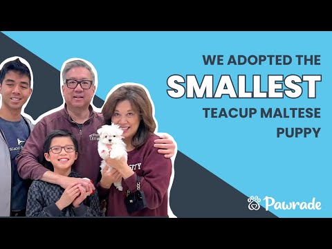 Pawrade Parent - Testimonial - Emmy Lou the Teacup Maltese Puppy