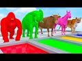 Animal Colors and Sequences