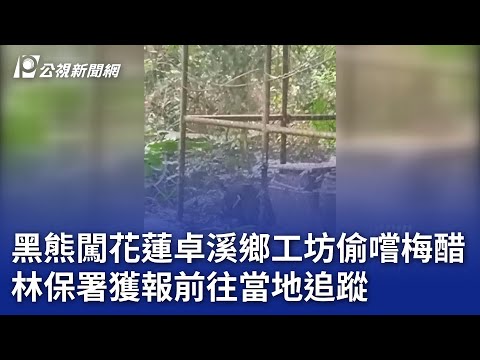 黑熊闖花蓮卓溪鄉工坊偷嚐梅醋 林保署獲報前往當地追蹤｜20250112 公視晚間新聞