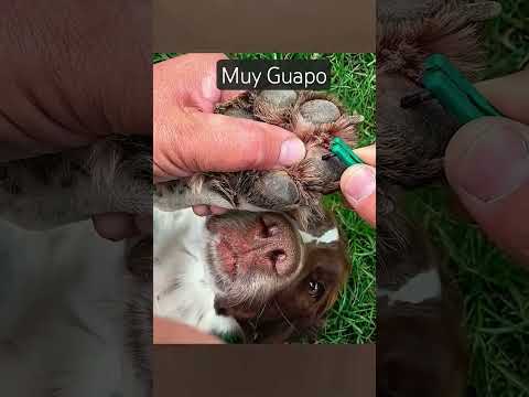 #petsfofinhos #cute #doggielife #cachorrosdivertidos #pets #doggie #perritos #perros #petlover