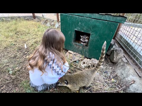 Люська знакомит Ангелину с ЕНОТОМ ШАРИКОМ!
