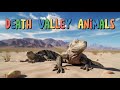 Wildlife and Adaptations of Death Valley