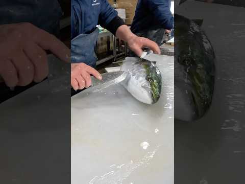 天然ブリ捌く