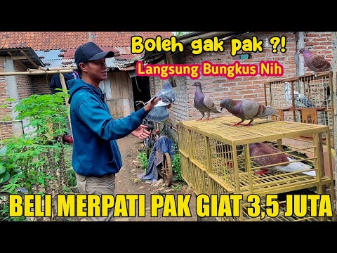 NAWAR MERPATI 3,5 JUTA  MILIK PAK GIAT UNTUK DI BELI