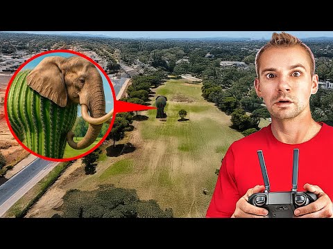 O Meu Drone Capta Lirili Larila e Cacto Hipopótami na Vida Real | Anglikosik Brasil