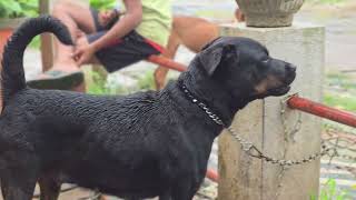 Aaj adoption me ek aur cute 😍 pet #pet #viral #dog