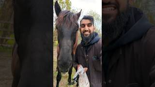 Do Horses Have a Sweet Tooth?