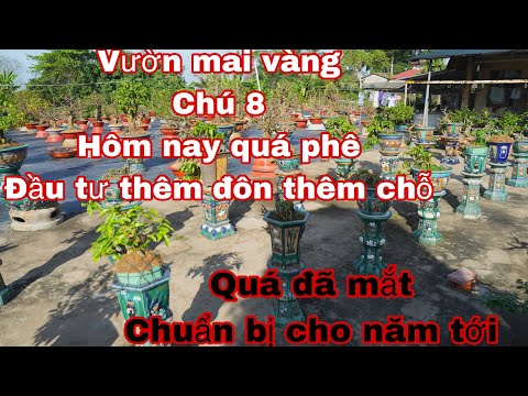 vườn mai vàng chú 8 hôm nay quá đẹp đầu tư thêm chậu đôn quá đã