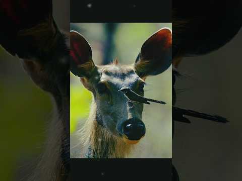 Animals Plant Life #viralvideo #wildlife #animals #reaction #funny