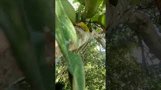 di serang tawon kertas saat eksekusi lebah madu hutan #shorts #shortvideo #maduhutan #honeybeesting