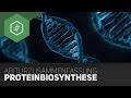proteinbiosynthese-zusammenfassung-biologie-abitur/