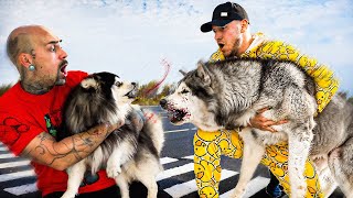 СОБАКА НАПАЛА НА ЩЕНКА М5 | Попали в БОЛЬНИЦУ !