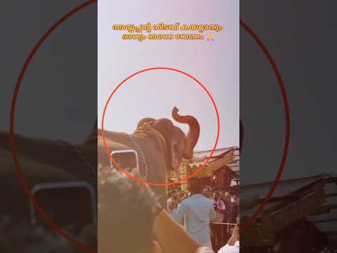 ഇതിലും ഭാഗ്യം ഉള്ള ആനകൾ ഉണ്ടോ 🙏🙏??#shorts #trending #ayyappan #aana #edit