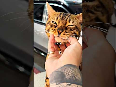 The Real Reason Cats Wear Bells 🤯