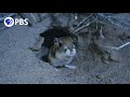 Kangaroo Rat Behavior and Adaptations