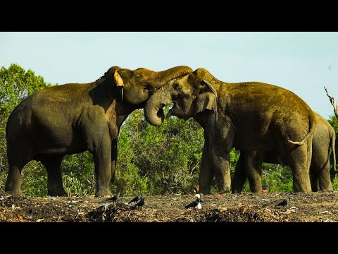 Garbage Love: The Tragic Romance of Sri Lanka’s Elephants" Elephant Soul #everyone  #shorts