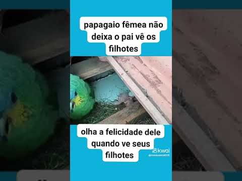 Pai q ver os filhos