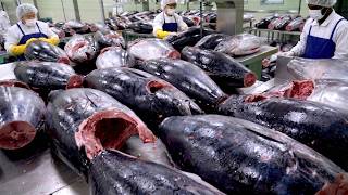 거대한 참치를 순식간에 해체하는 놀라운 현장 TOP 3 / Giant Tuna Cut / Korean food