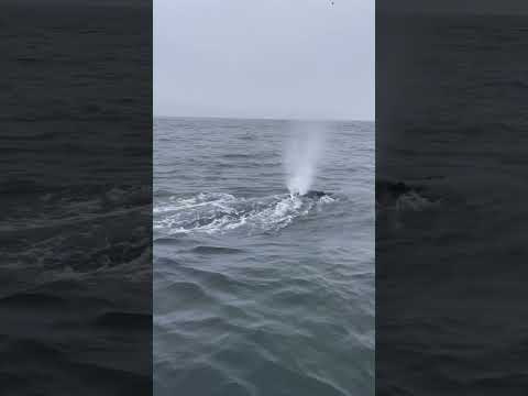 Humpback whale circling and playing with my boat in Monterey, Ca