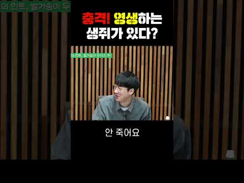 충격! 죽지 않는 생쥐 발견!