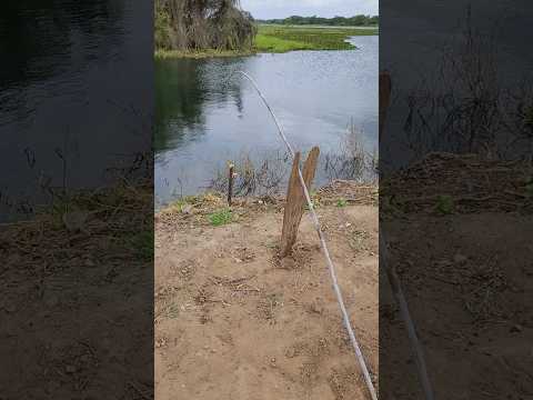 Testing automatic fishing trap