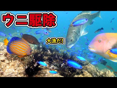 【ウニ駆除】海底を埋め尽くす大量のウニを駆除する