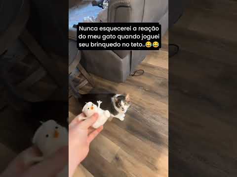 A reação 😹 #cat #catlover #kitten #pets 😻😹😺▶️ INSCREVA-SE E ATIVE O SININHO! 😼