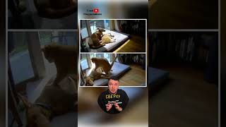 Разный Подход Кота и Пса Друг к Другу 😻