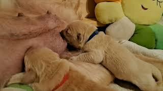 Relaxing Puppy afternoon