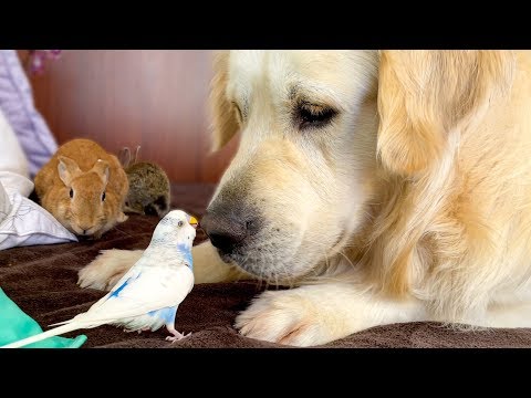 Golden Retriever who knows how to make Friends with Small Pets!