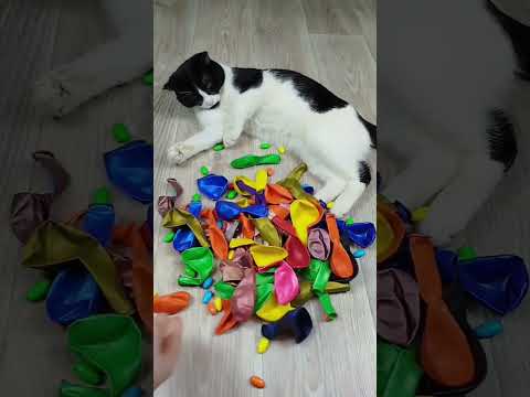 Funny Cat Barsik ⚽🎲 Beads Cubes Satisfying Reverse Video