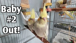 Cockatiel Baby #2 Leaves the Nest Box!