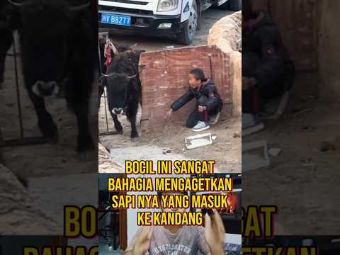 BOCIL INI MENGAGETKAN SAPI YANG MASUK KE KANDANG #kisahnyata #fakta