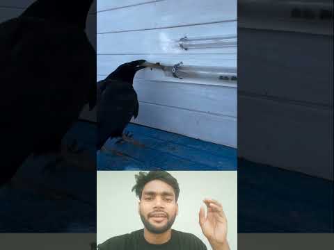 #newahorts #trending
