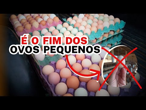 É O FIM do OVO PEQUENO: NOVA CLASSIFICAÇÃO DOS OVOS