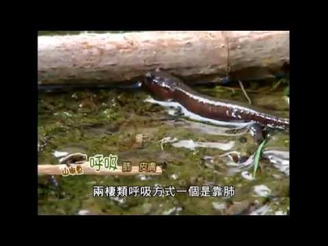 復育山椒魚 師大生科系賴俊祥老師老師 一同保育阿里山珍貴山椒魚【下課花路米 1282】 - YouTube