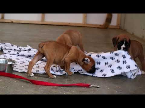 Boxer Puppies For Sale Craigslist Michigan 08 2021