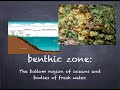 Aquatic Ecosystems and Organisms