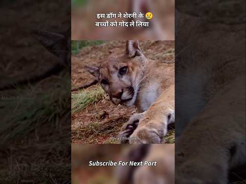 🐶 😢इस डॉग ने शेरनी के बच्चों को गोद ले लिया!"