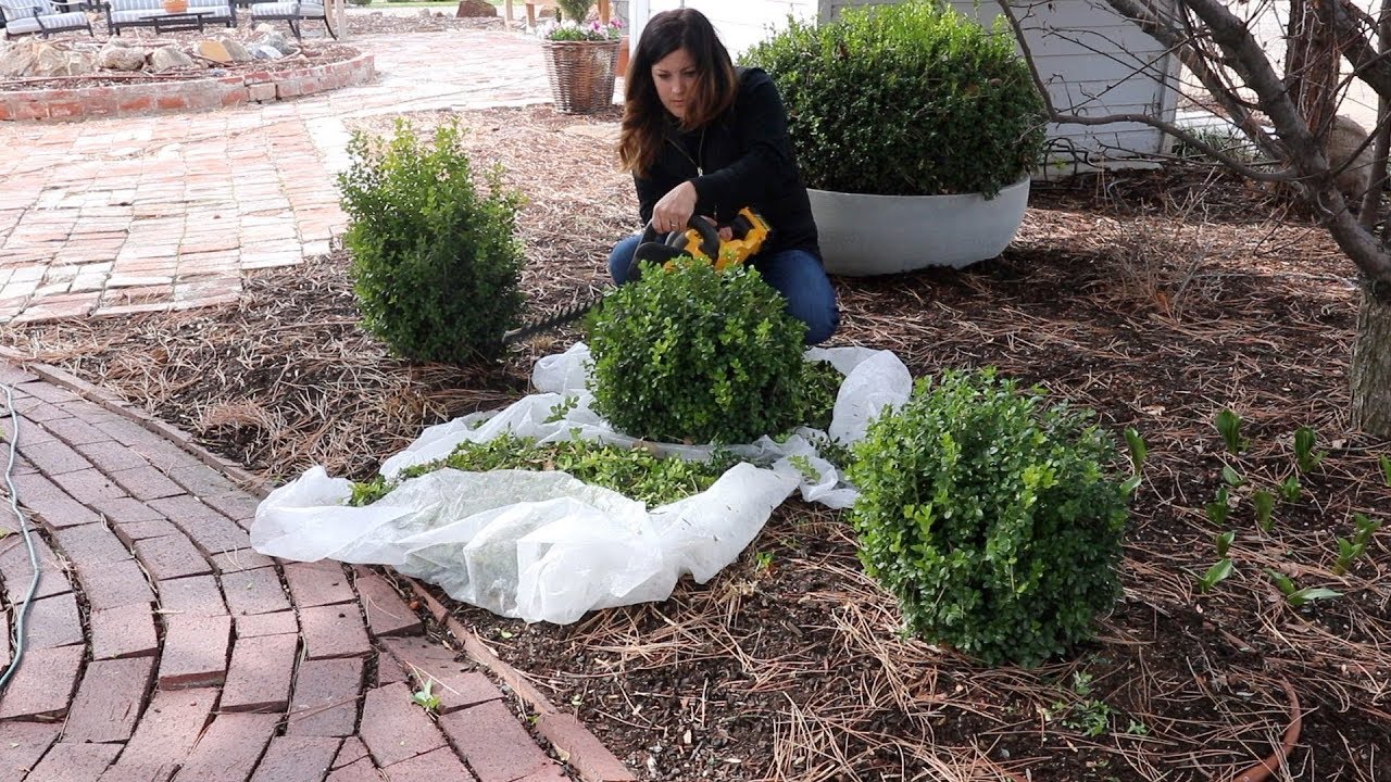 Trimming Boxwoods! #68
